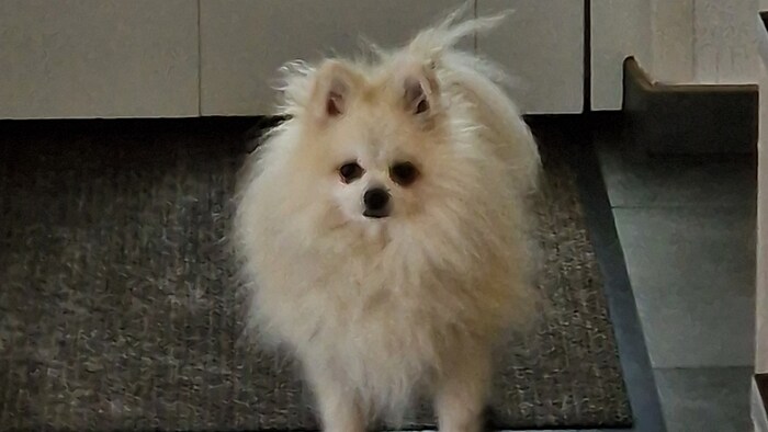 Weißer Spitz wünscht sich warmherzige Menschen.