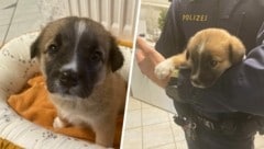 Hundewelpen wurde auf der Autobahn ausgesetzt. Die Polizei bittet um Mithilfe.  (Bild: LPD Kärnten)