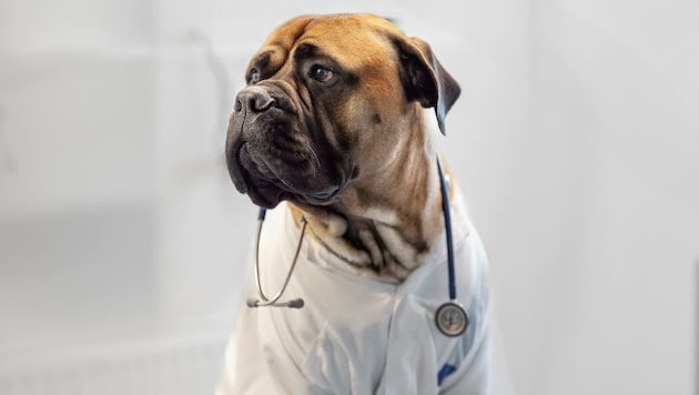 „Doc Lui“ rät seinen Hundekollegen: Entspannt euch, es ist bald vorbei! (Bild: Bianca Mayerhofer)