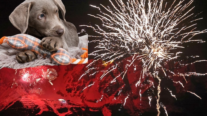 Besonders Tiere fürchten sich oft vor dem lauten Spektakel am nächtlichen Himmel.