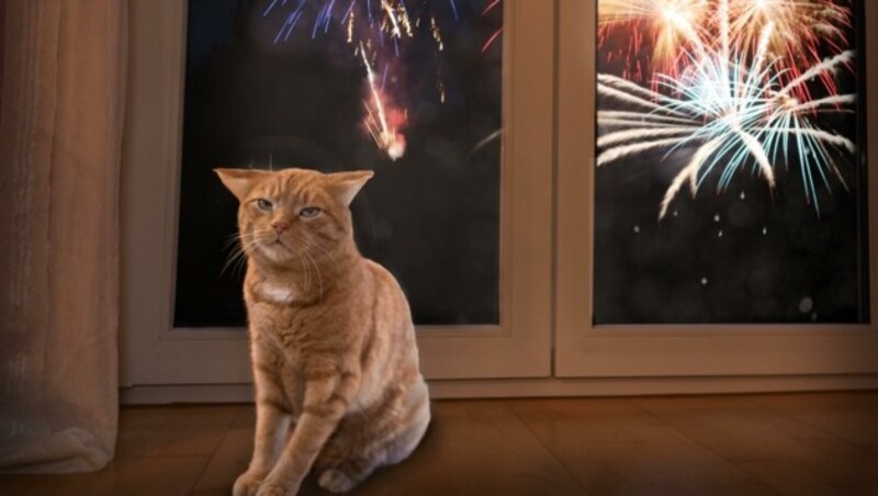 Silvesterböller verursachen Lärm mit bis zu 180 deziBel (dB). Beim Menschen treten schon ab 120 dB Schmerzen auf. Für Tiere ist diese Schwelle beim Lärm noch viel niedriger. (Bild: canva)