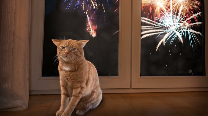 Silvesterböller verursachen Lärm mit bis zu 180 deziBel (dB). Beim Menschen treten schon ab 120 ...