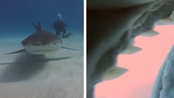 Der Tigerhai steuert auf die Kamera zu - und zeigt sein scharfes Gebiss! (Bild: KameraOne)