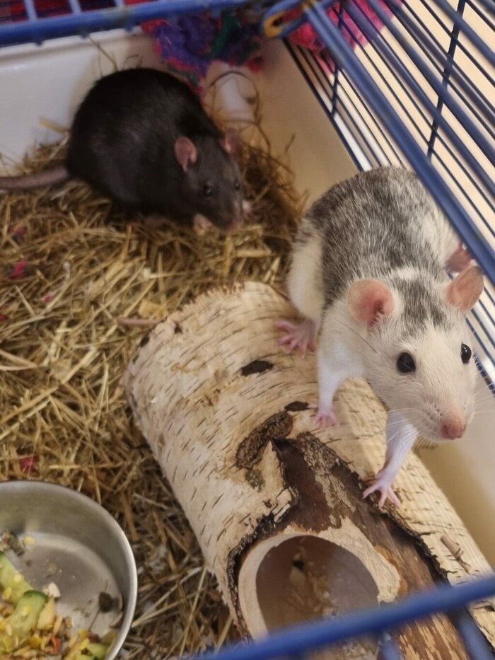 Jetzt werden die Tierchen im TiKo versorgt.