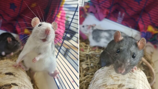 Diese beiden Ratten wurden in einem Bus in Keutschach zurückgelassen.