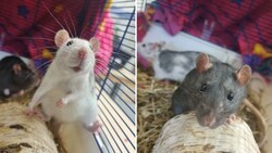 Diese beiden Ratten wurden in einem Bus in Keutschach zurückgelassen.