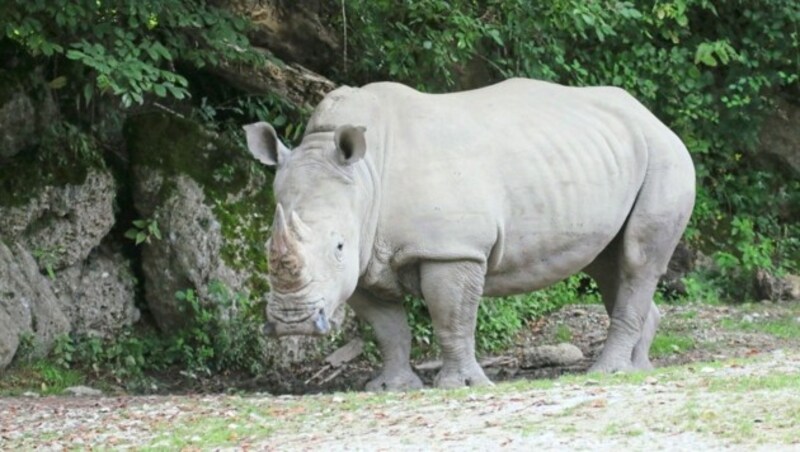 „Yeti“ darf nach dem Unfall im Zoo bleiben (Bild: AP)