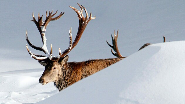Wildtiere kämpfen im Winter ohnehin schon ums Überleben; Stress kann sie töten. (Bild: Christian Jauschowetz)