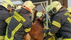 Kräftezehrender Einsatz für die Kameraden in Lassee: Ein kleines Pony hatte sich in einer Heuraufe verfangen (Bild: UNBEKANNT)