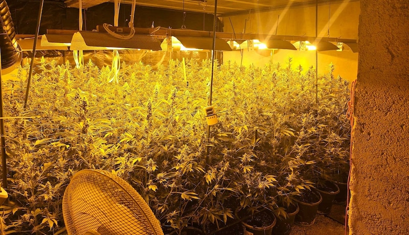 Ermittler konnten Plantagen in den Bezirken Gänserndorf und Baden ausheben und sieben Drogendealer festnehmen. (Bild: LPD NL/LKA)