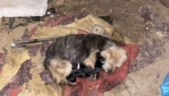 Als die ausgesetzte Hündin „Gipsi“ aufgefunden wurde, stand es um alle sieben Welpen nicht besonders gut. Sie wurden in der Tierpension aufgepäppelt. (Bild: Schulter Christian)