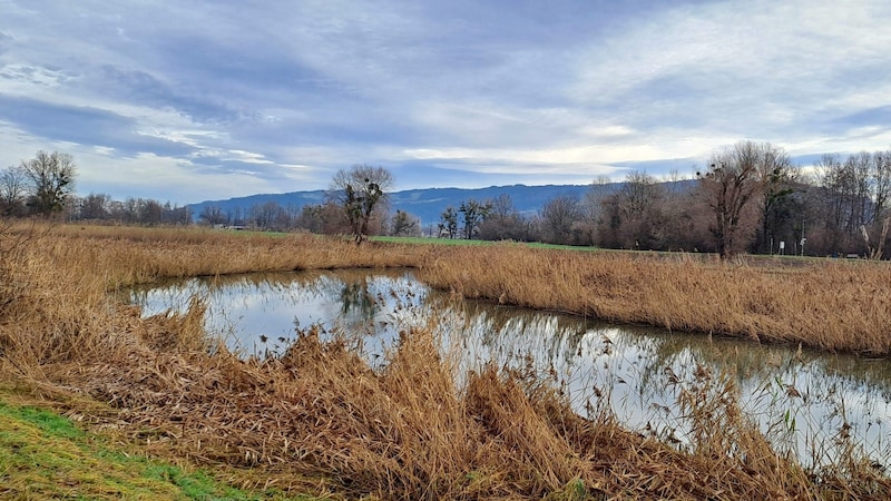 The Schleienlöcher nature reserve in the Harder Rhine delta (Bild: Bergauer)