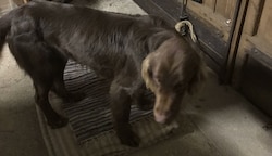 „Bari“ wurde von seinen Haltern im Tierheim abgeholt.