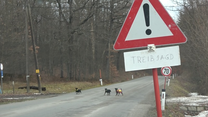 Wo bin ich? Es passiert oft, dass die Hunde auf einer Treibjagd den Anschluss verlieren, und auf die Straße laufen. Unfälle mit Autos kommen immer wieder vor.  (Bild: VGT.at / VEREIN GEGEN TIERFABRIKEN)