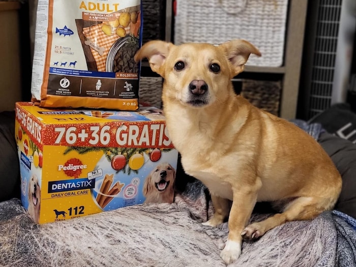 Die dreibeinige Bonny kam auch in den Genuss der Geschenke.