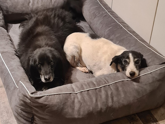 Auch zahlreiche Hundebetten wurden zu Weihnachten für die Tiere gekauft.