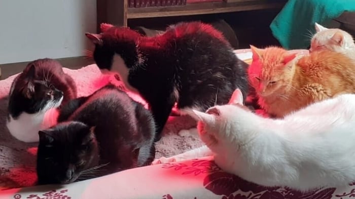 Zahlreiche Katzen bleiben in der Obhut des Tierschutz Aktiv.