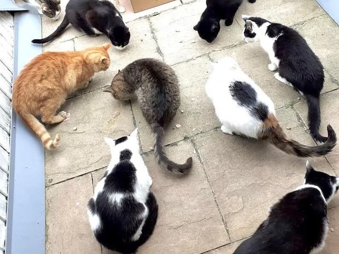 Auf verschiedenen Plätzen werden die frei gelassenen Streunerkatzen weiterversorgt.