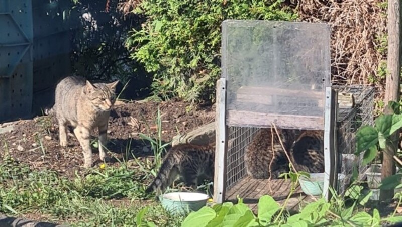 Die Katzen sind ob der Katzenfalle auch oft misstrauisch. (Bild: Tierschutz Aktiv)