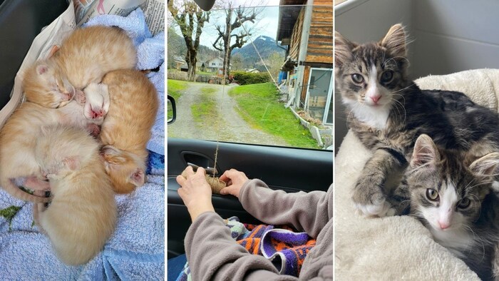 Der Tierschutz Aktiv fängt jedes Jahr am meisten Katzen zum Kastrieren ein. 