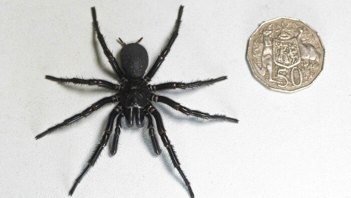 Eine australische 50-Cent-Münze (neben „Herkules“ abgebildet) misst rund 32 Millimeter.