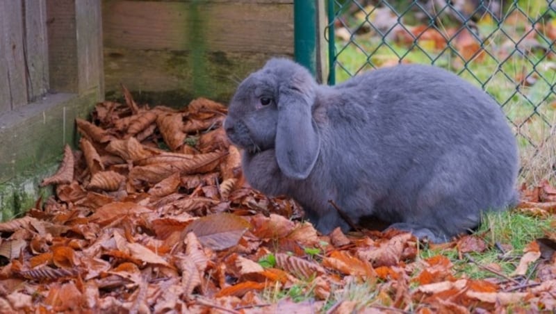 Hase „Carla“ lebt in einem Gehege im Garten des Pflegezentrums. Beim Füttern, erzählen die Betreuer, muss man aufpassen: Die Bewohner meinen es manchmal allzu gut. (Bild: Einöder Horst)