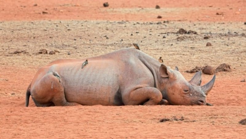 Ein totes Nashorn (Bild: WWF Kenya/Karuri Nyaga)