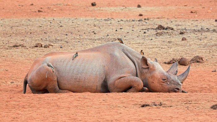 Ein totes Nashorn