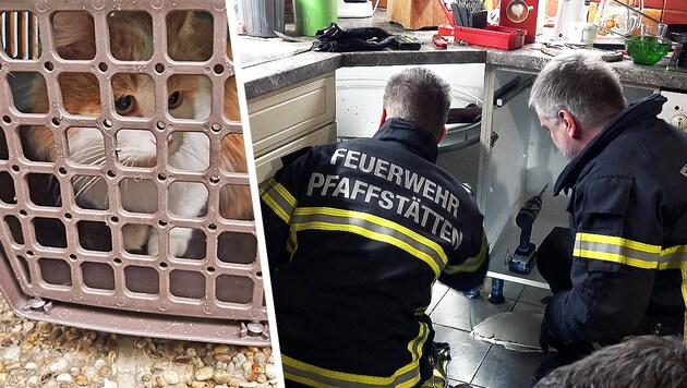 Kater „Carlo“ blieb mit dem Kopf zwischen Küchenzeile und Rückwand stecken.