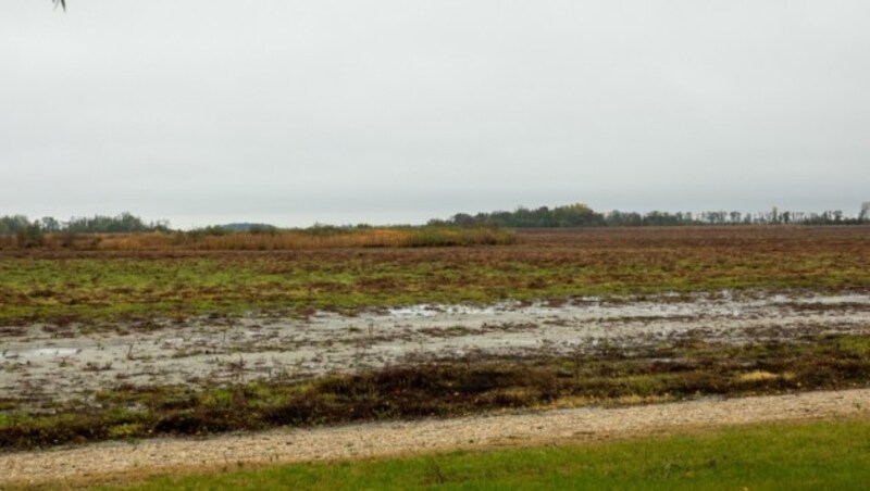 Noch vor wenigen Monaten sah der Zicksee in St. Andrä so aus: Viel Grünzeug, dafür kein Wasser. (Bild: Charlotte Titz)