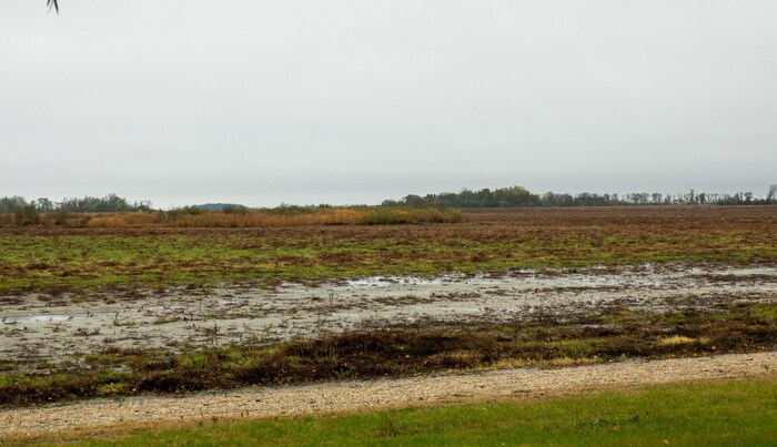 Noch vor wenigen Monaten sah der Zicksee in St. Andrä so aus: Viel Grünzeug, dafür kein Wasser.