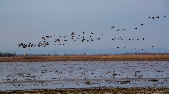 The birds returned with the water.