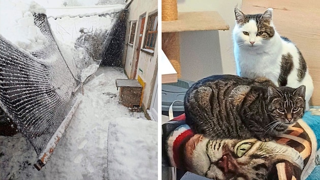 Der Schneelast war die Überdachung des Katzengartens nicht gewachsen. Doch nun können ihn die Tiere wieder nutzen. (Bild: Verein Pfötchenhilfe)