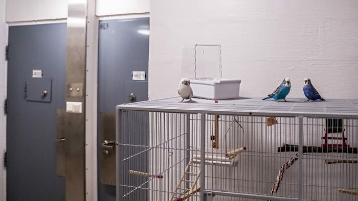 Diese drei Wellensittiche leisten dem Massenmörder im Gefängnis Gesellschaft.