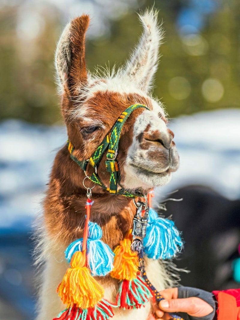 Vor jeder Wanderung werden die Lamas mit Bommel und Quasten bunt geschmückt. (Bild: Peter Maier)