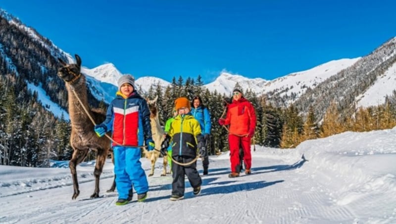 Familie Grieschnig mit ihren Lamas. (Bild: Peter Maier)