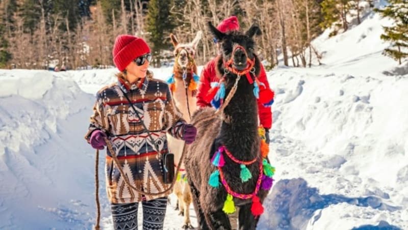 Scarlet ist von den Lamas begeistert. (Bild: Peter Maier)