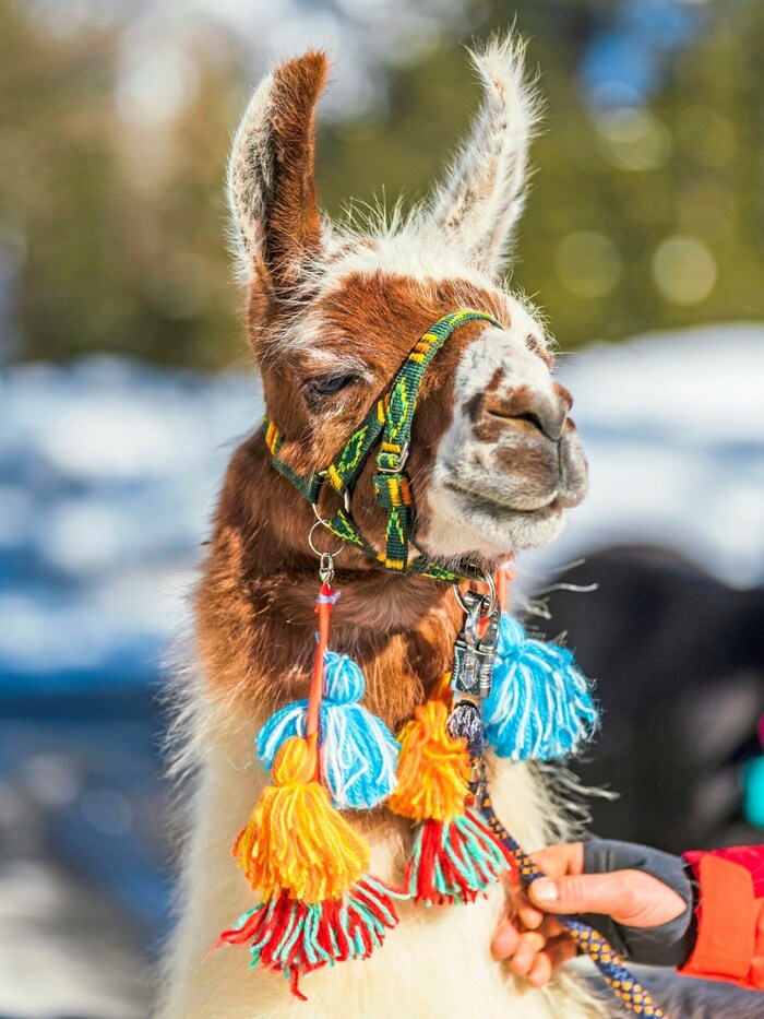Wie in südamerikanischen Anden, werden die Lamas auch in den Tauern bunt geschmückt.