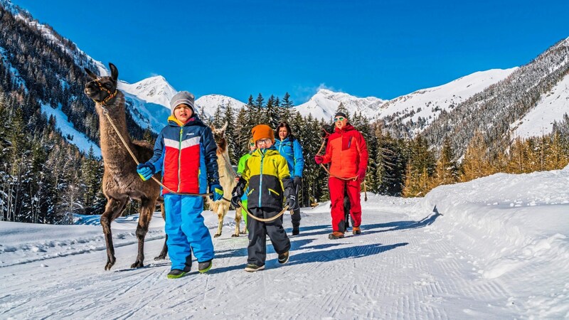 Familie Grieschnig mit ihren Lamas (Bild: Peter Maier)