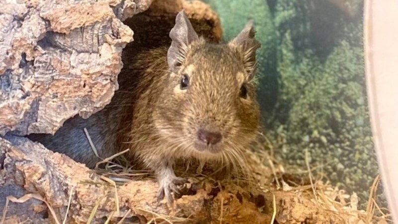 Degus suchen ein Daheim. (Bild: Tierschutzheim Vorarlberg)