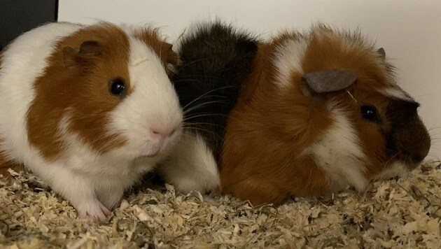 Die Meerschweinchen Flauschi und Flocke möchten umziehen. (Bild: Tierschutzheim Vorarlberg)