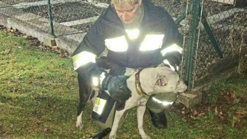 Der Hund des Hausbesitzers konnte in einem völlig verrauchten Nebenzimmer gefunden und gerettet werden. (Bild: Christian Schulter)