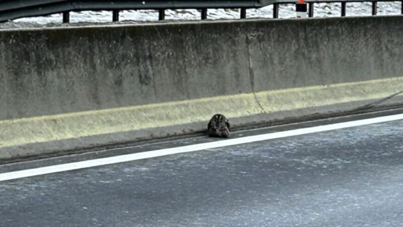 Wie ein Häufchen Elend saß der Kauz  am Straßenrand. (Bild: Asfinag)