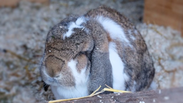 Kleiner Riese sucht neues Freigehege. (Bild: TSV Tirol)