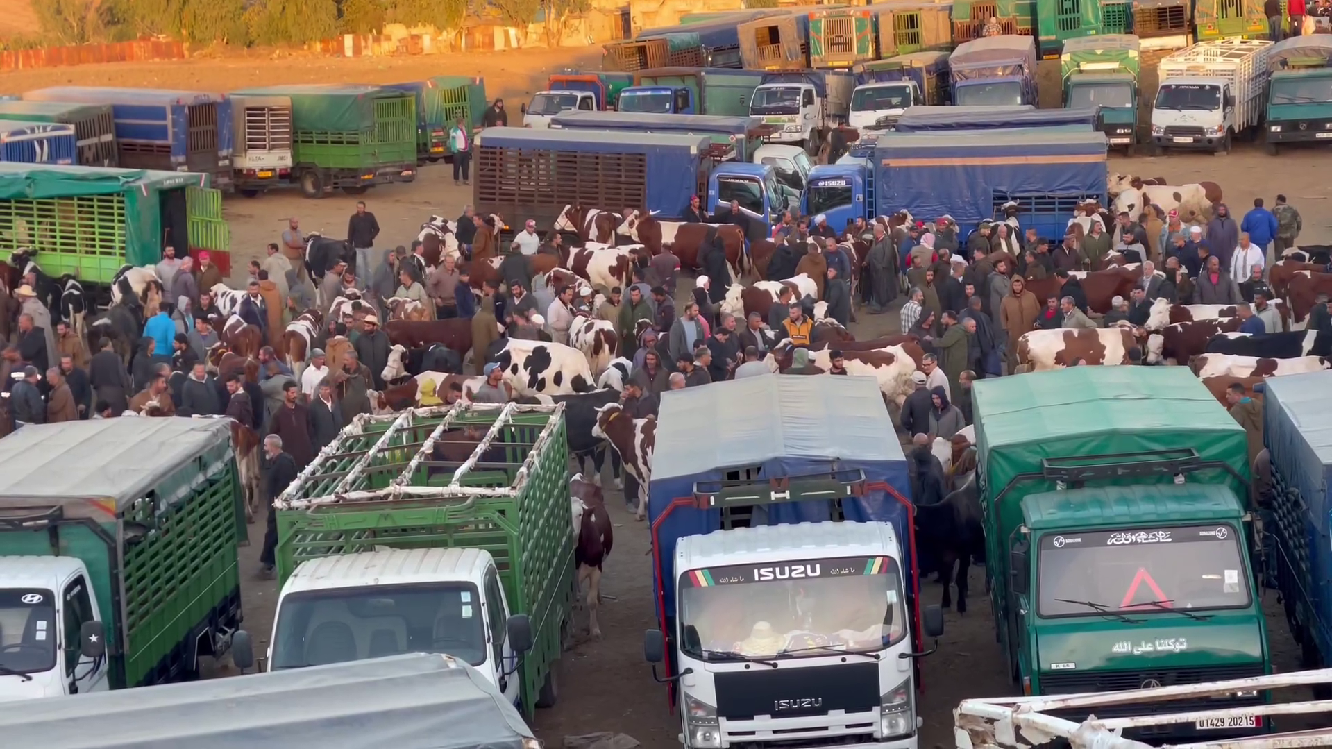 Heimische Rinder landen offenbar zu Tausenden in Algerien, wo das Tierwohl nicht viel zählt. (Bild: themarker.org)
