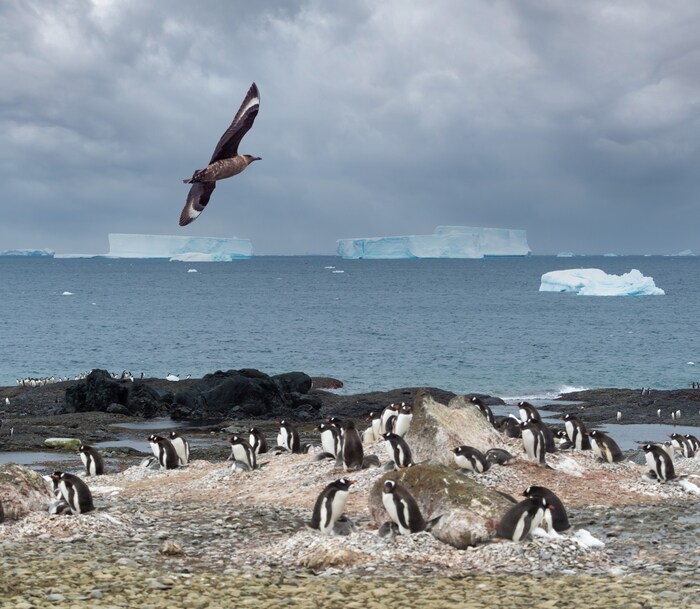 Eine Subantarktikskua kreist über Pinguinen in der Antarktis
