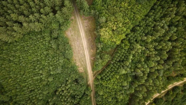 Der WWF kritisiert, dass viele Forststraßen Wälder zerschneiden.
