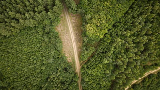 Der WWF kritisiert, dass viele Forststraßen Wälder zerschneiden. (Bild: Lendl )