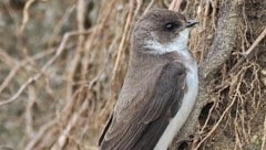 Uferschwalben wurden von ihren Nistplätzen vertrieben, etliche Tiere auch getötet (Bild: Ökoteam/Brunner)