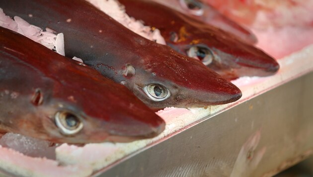 Gefangene Dornhaie werden auf einem Fischmarkt zum Verkauf angeboten (Archivbild). (Bild: maxdigi - stock.adobe.com)